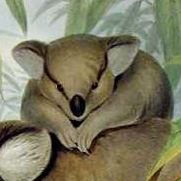 A profile picture. It is a hand-drawn, old-timey, not super accurate academic depiction of a koala cub (also called a joey), resting surrounded by eucalyptus leaves on the back of its mother, who is mostly out of frame. The cub faces the viewer, with its front paws coming together mostly below its head, and its hind paws hidden.